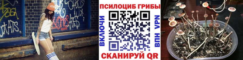 Псилоцибиновые грибы Psilocybe Купить где Нефтекумск